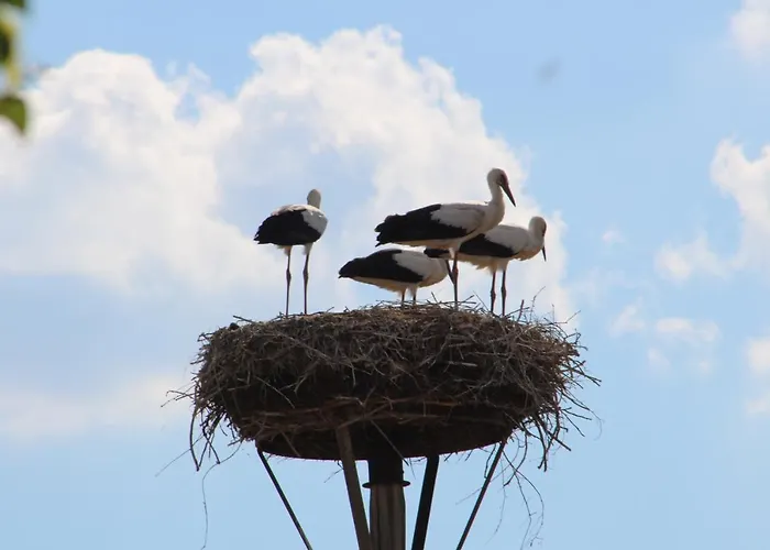 Am Storchennest